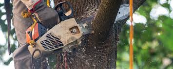 Best Storm Damage Tree Cleanup  in Grants, NM
