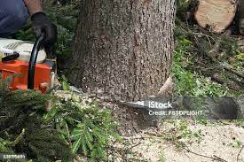 Best Arborist Consultation Services  in Grants, NM
