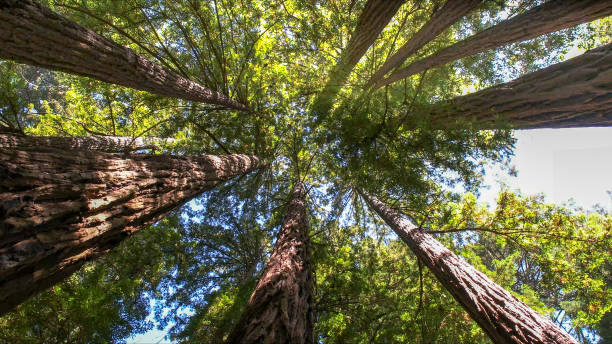 Best Tree Disease Treatment  in Grants, NM