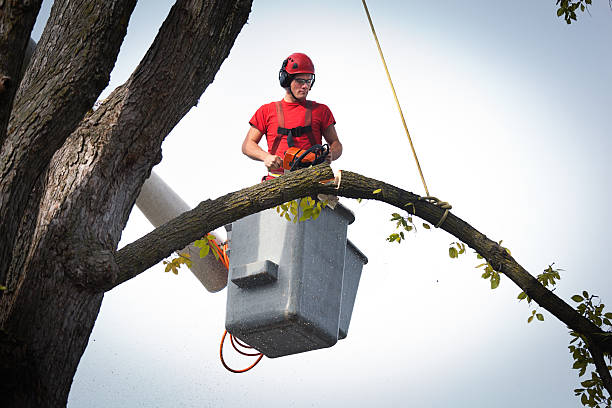 Best Tree Trimming and Pruning  in Grants, NM